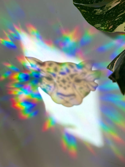Shape Shifter Rainbow Cling