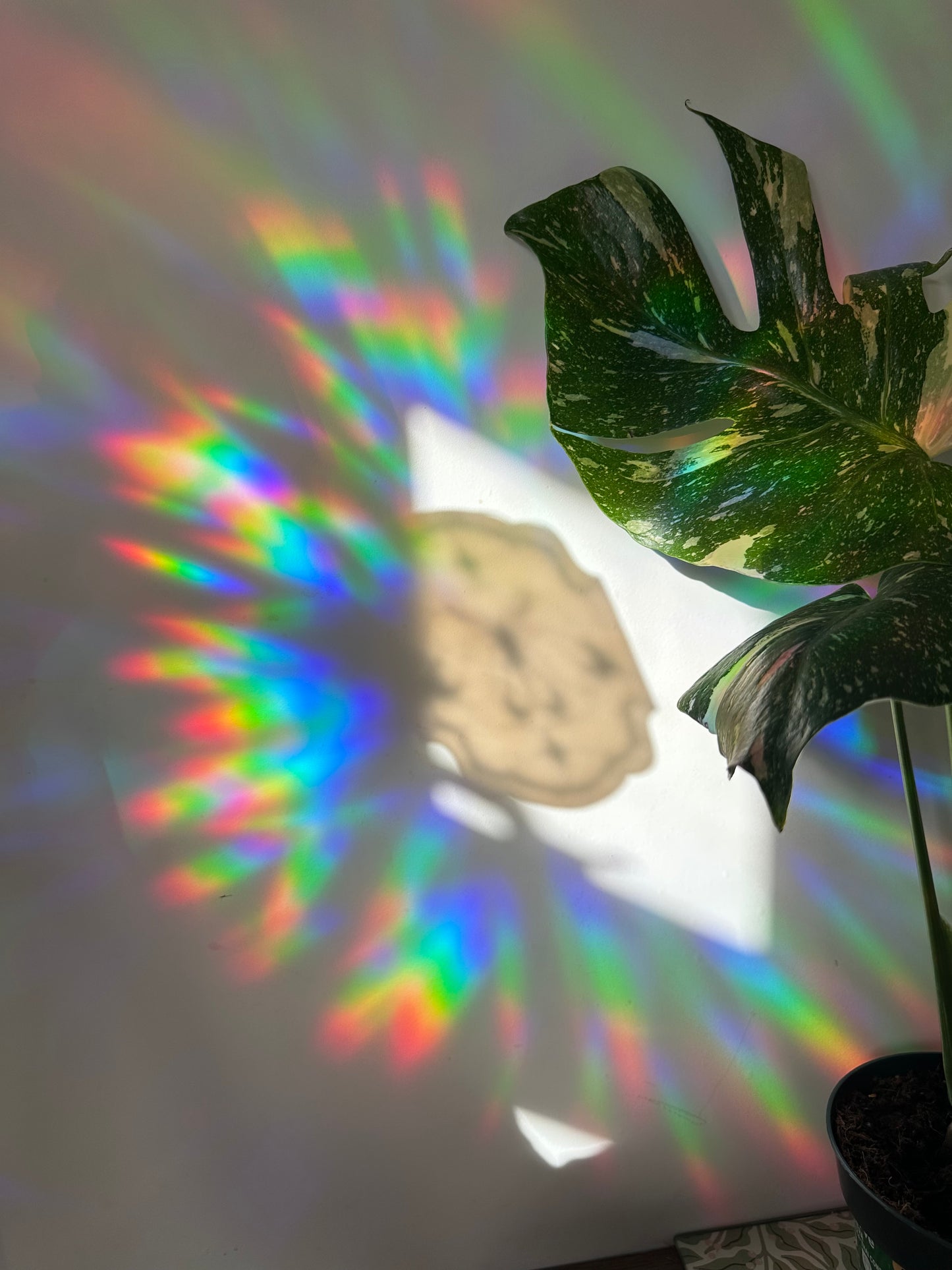 Moth Panel Rainbow Cling