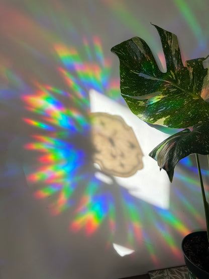 Moth Panel Rainbow Cling