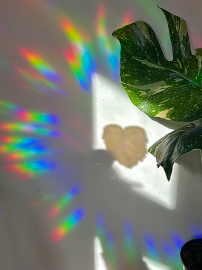 Monstera Rainbow Rainbow Cling