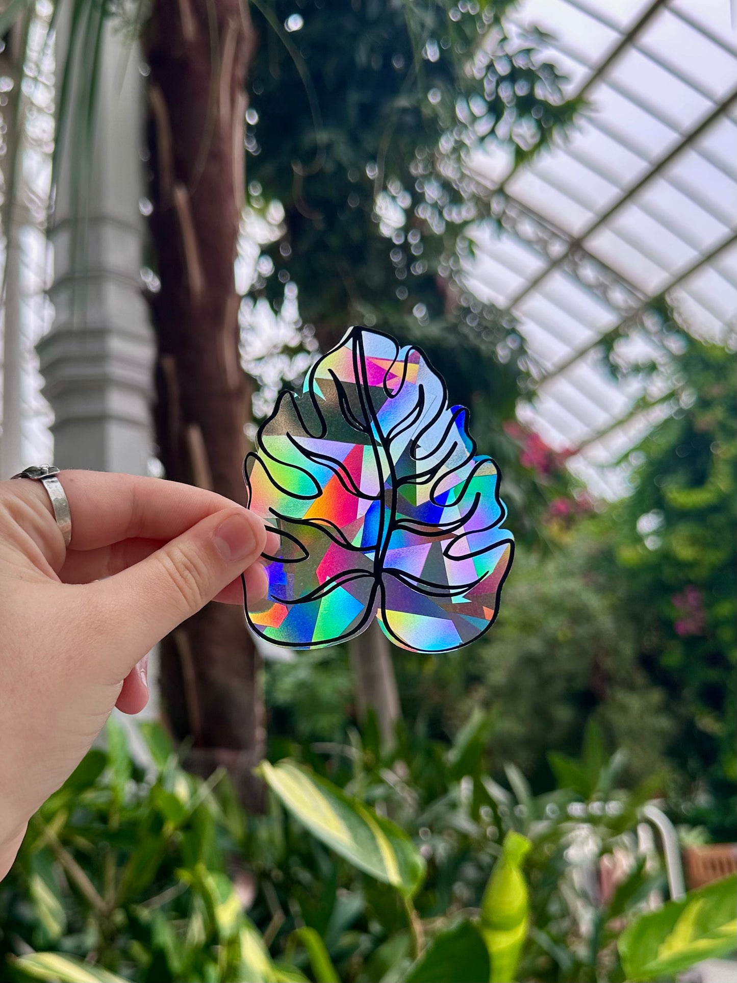Monstera Rainbow Rainbow Cling