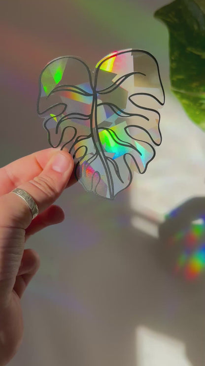 Monstera Rainbow Rainbow Cling
