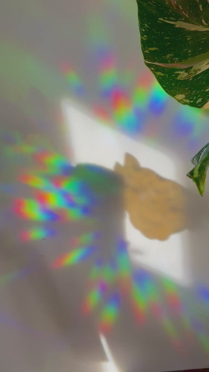 Shape Shifter Rainbow Cling
